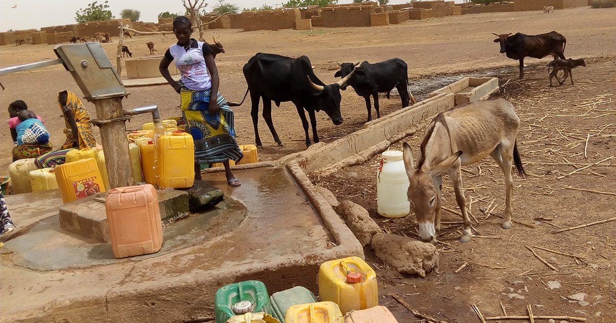 Burkina Faso seizes 7,000 stray animals in ouagadougou in first half of 2025