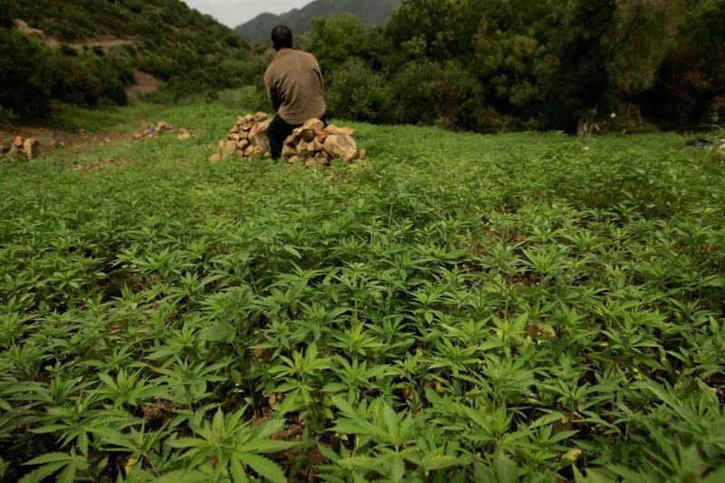 Morocco launches official medical cannabis exports to Australia