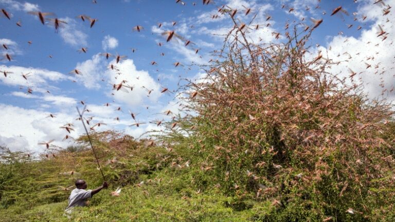 Senegal Launches regional effort to boost desert locust data management
