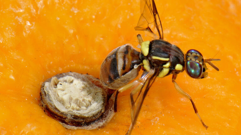 Benin FCBE signals potential rapprochement with presidential movement ahead of 2026 elections