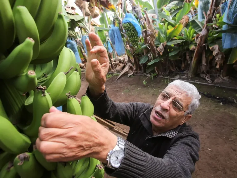 Algeria: ten-year jail term for banana speculators sparks debate over harsh economic crackdown