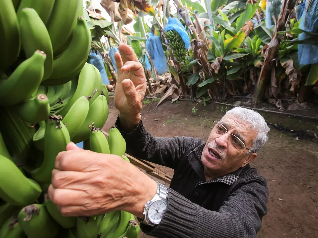 Algeria: ten-year jail term for banana speculators sparks debate over harsh economic crackdown