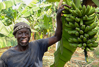 Senegal suspends banana imports to boost local production