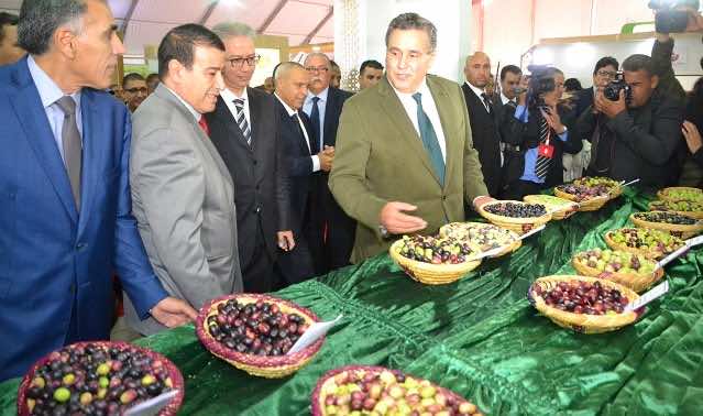 Morocco: Olive oil production set for record highs in 2025
