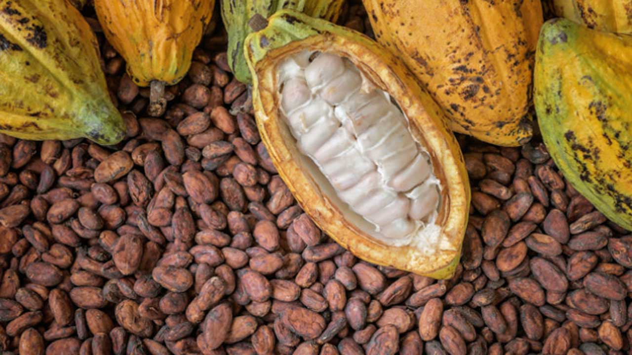 Gabon cacao sales surge by 85% in 2024 amid rising production and stable prices