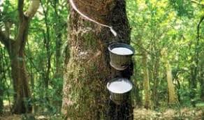 Ghana rubber crisis: illegal exports starve domestic processors