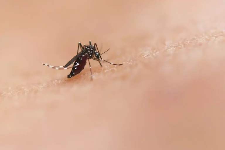 France records unprecedented chikungunya and dengue surge during summer