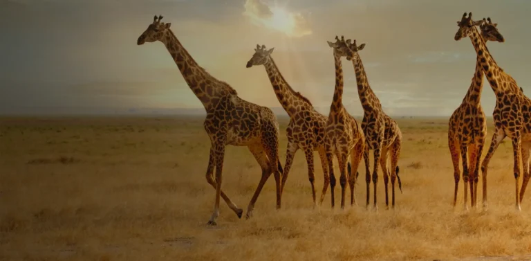 Chad strengthens global ties as World Bank backs 'Chad Connection 2030' development strategy