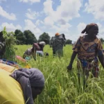 Burkina Faso Djôrô governor visits Zopiélé rice fields to boost farmers’ efforts