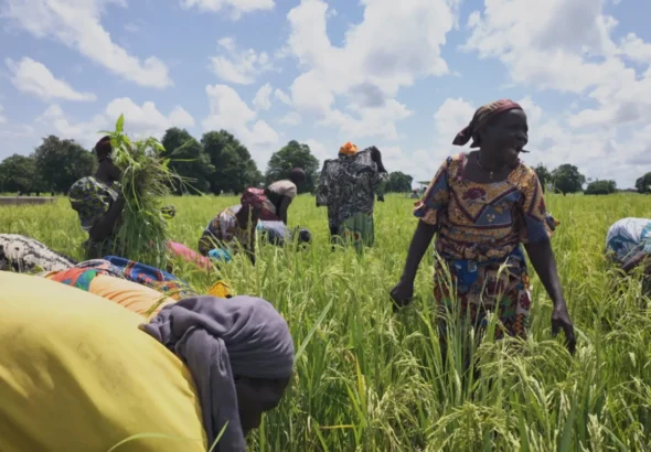 Burkina Faso Djôrô governor visits Zopiélé rice fields to boost farmers’ efforts