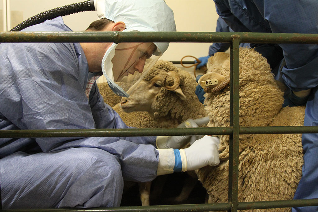 Senegal faces critical spread of Rift Valley fever while Mpox remains under control